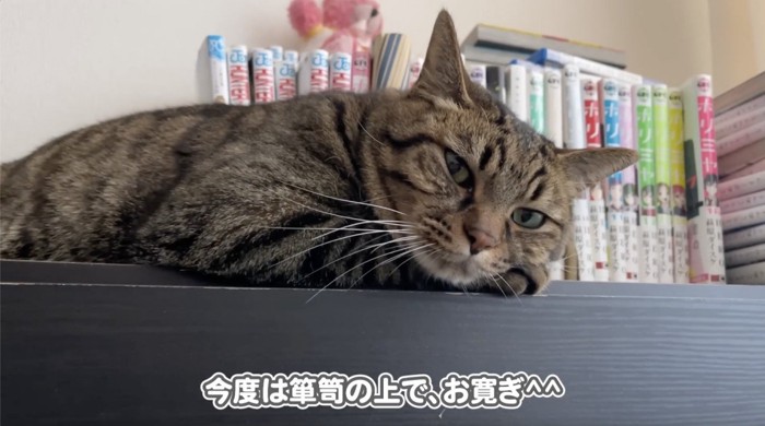 タンスの上でくつろぐ猫