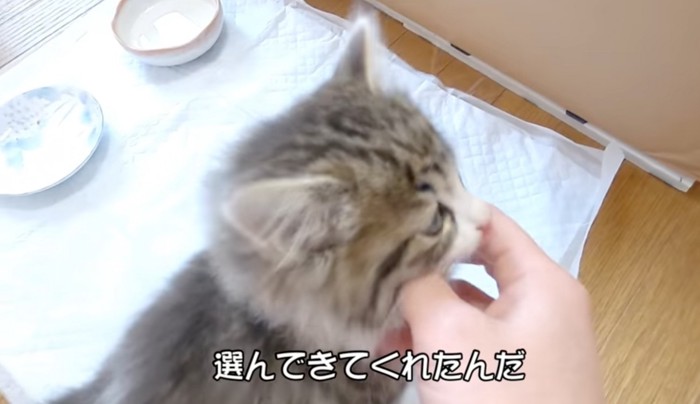 飼い主とスキンシップをとる猫