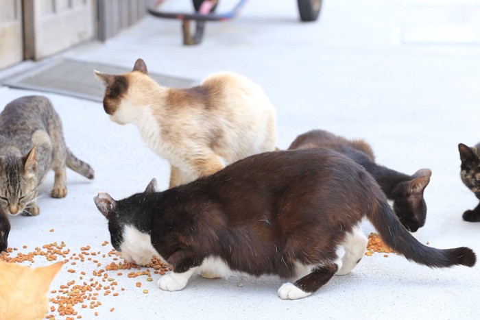 餌を食べる猫たち