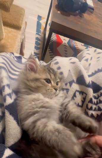 人にマッサージされている猫