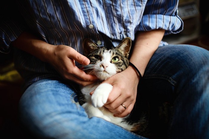 飼い主の膝の上で撫でられている猫