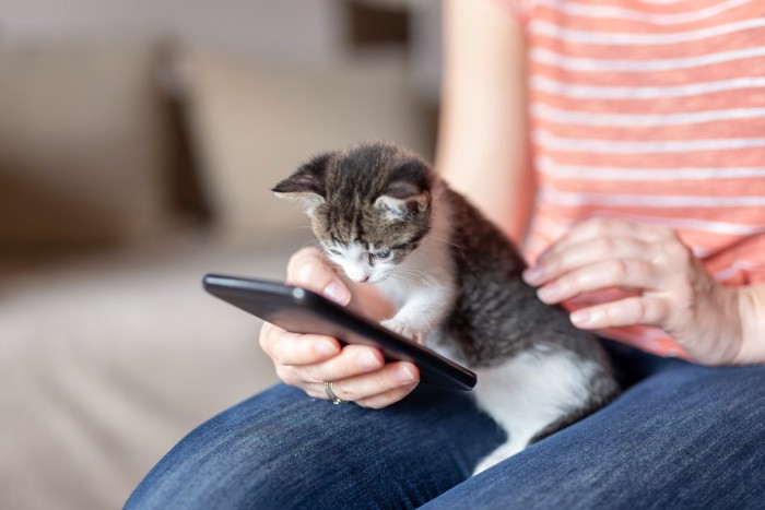 女性の膝の上でスマホを覗き込む子猫