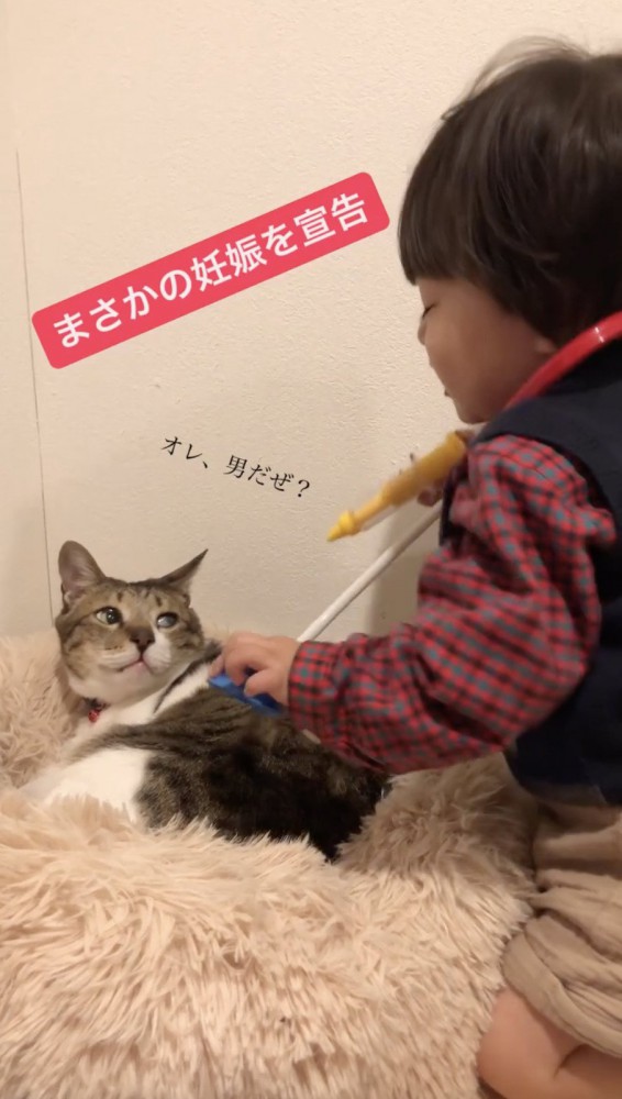 おもちゃを当てられながら子供をみる猫