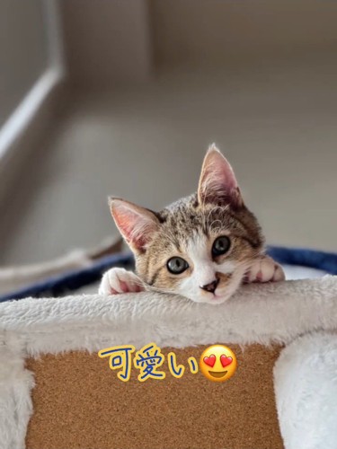 下をのぞく子猫の顔