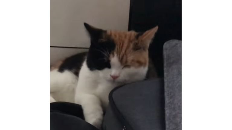寝ている猫