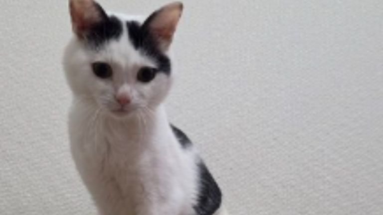 室内にいる猫