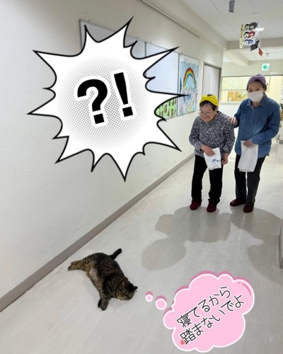 床で寝ている猫