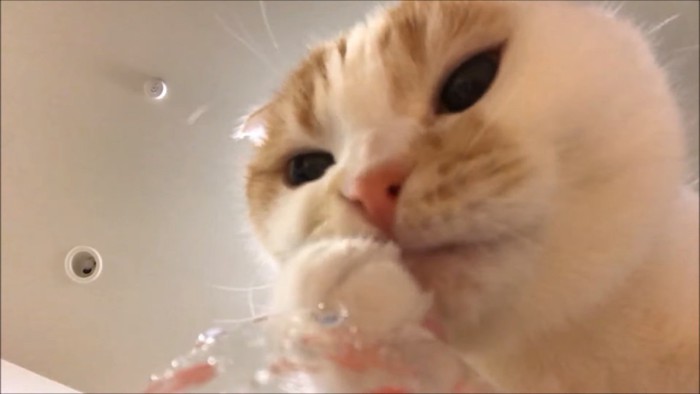 水をすくう猫