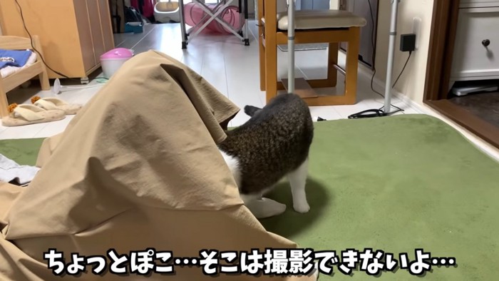 スカートの中に入っていく猫