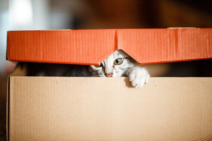 箱の中から前足を出す猫