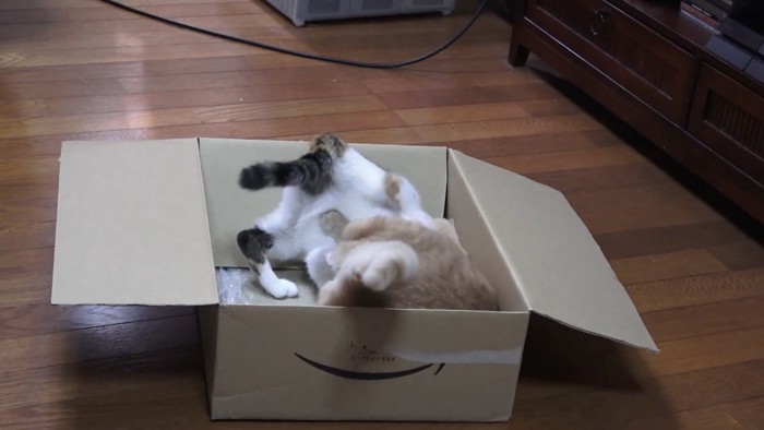 ダンボールの中にいる2匹の猫