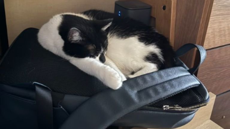 室内にいる猫