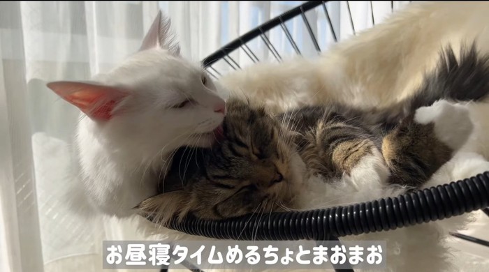 毛繕いする猫