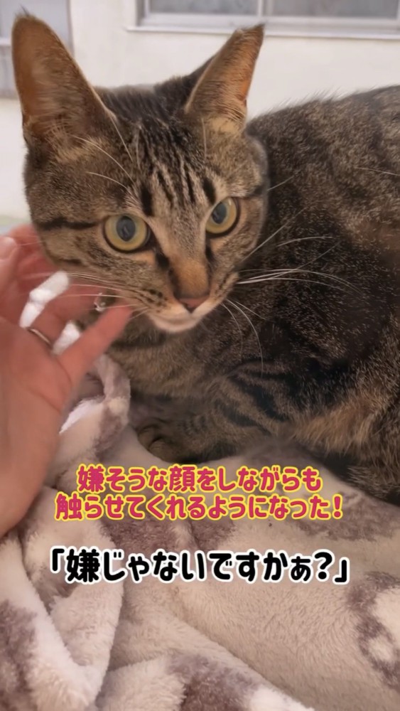 顔を撫でられる猫