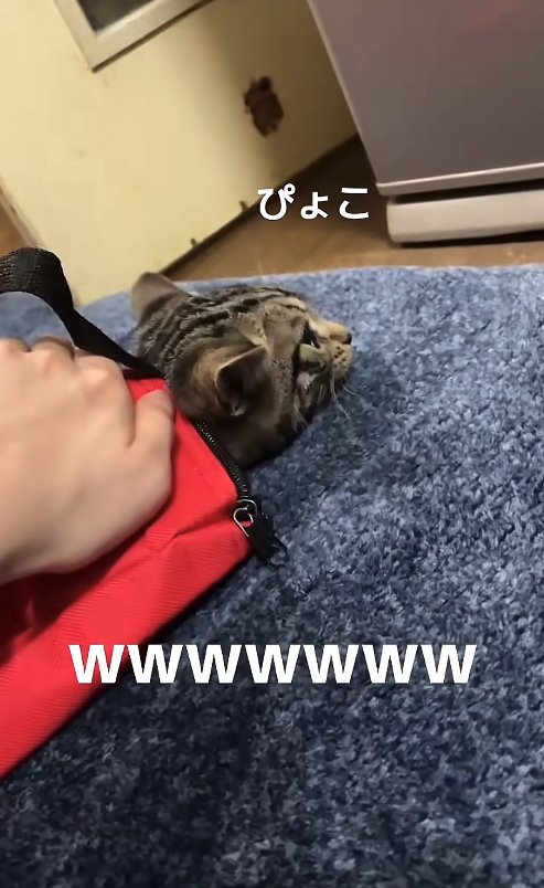 赤いバッグから顔だけ出している猫
