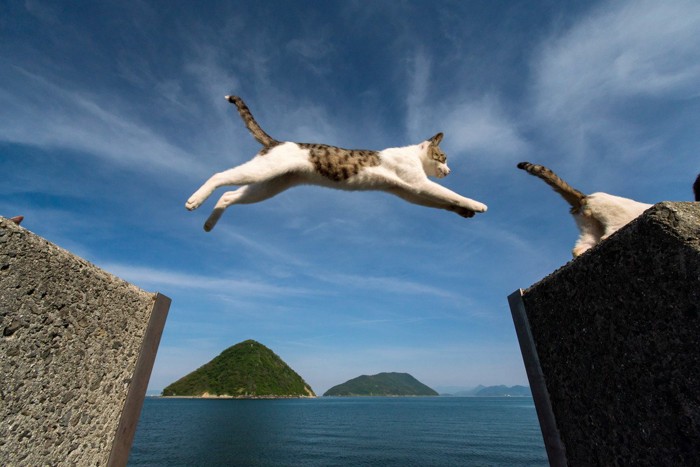 ジャンプする猫