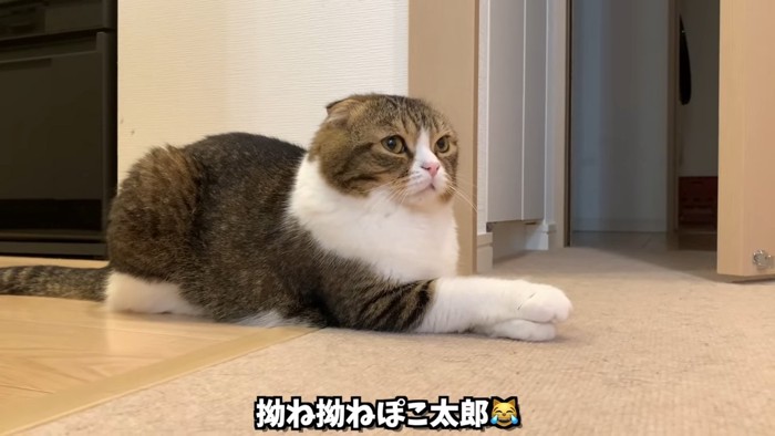 前足を重ねる猫