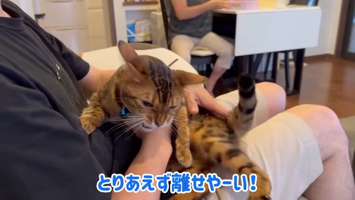 鼻にシワを寄せる猫