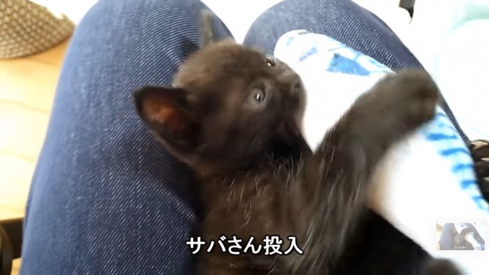 サバのおもちゃを抱く猫