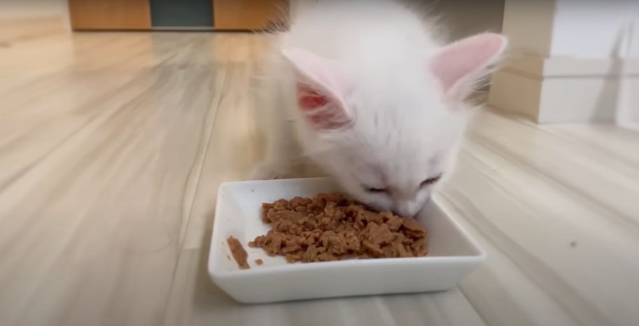 食事をする子猫2