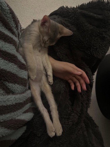 まっすぐになって寝る子猫