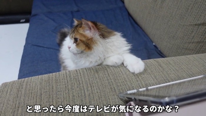 よそ見をする猫