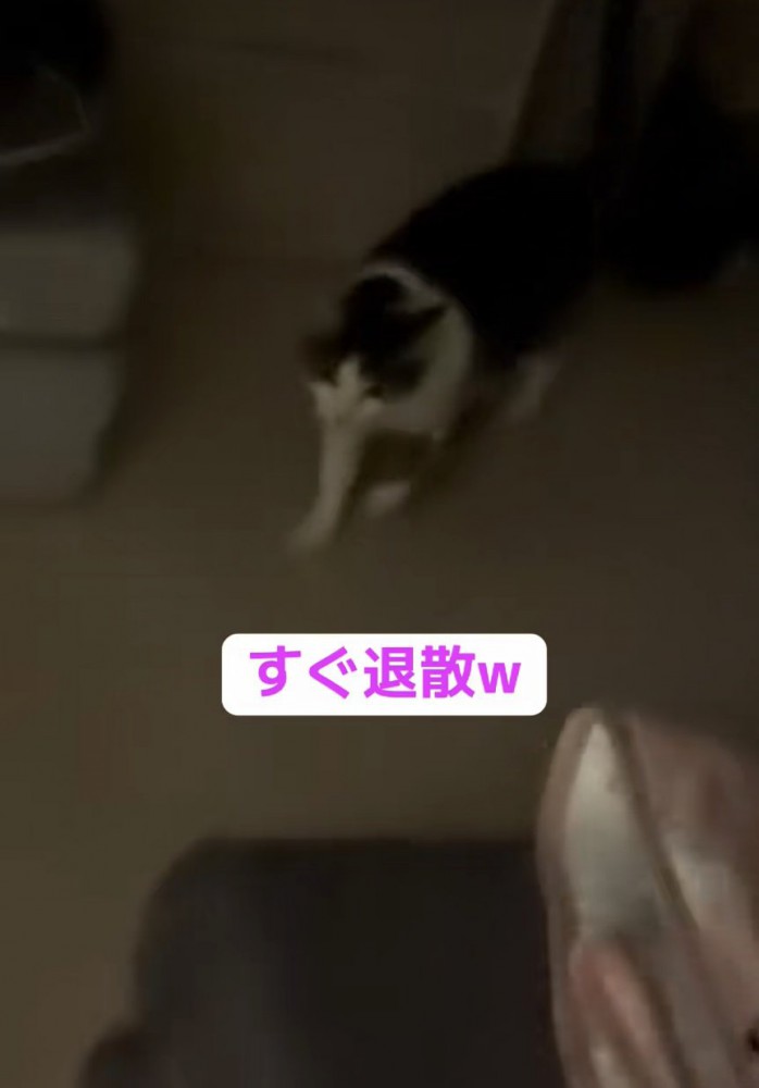 退散する猫