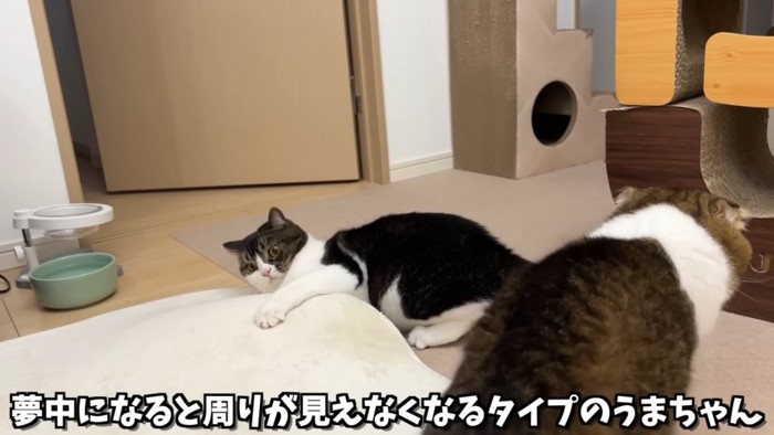 カーペットの下に入る猫