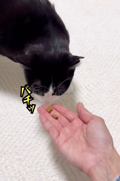 手からエサを食べようとする猫