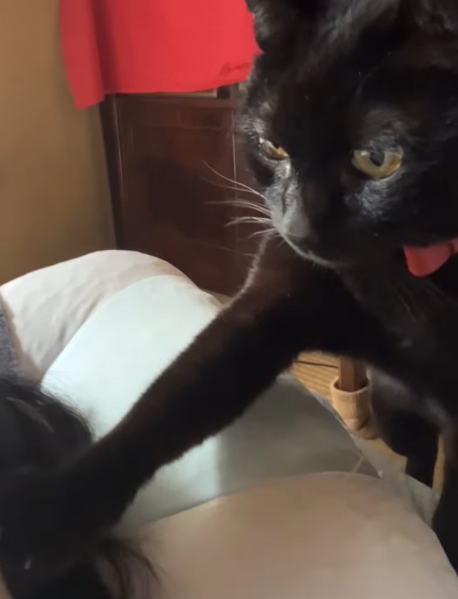 右前足を飼い主の頭に乗せている黒猫