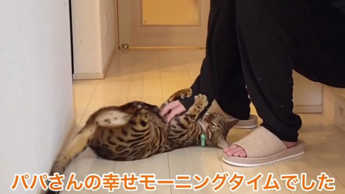 仰向けでじゃれる猫