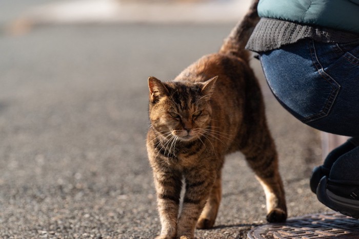 甘えてくるサビ猫