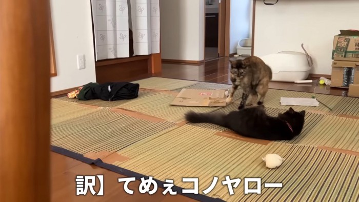 黒猫を攻撃するサビ猫