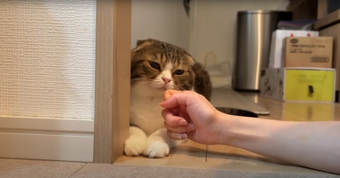 虚無顔の猫