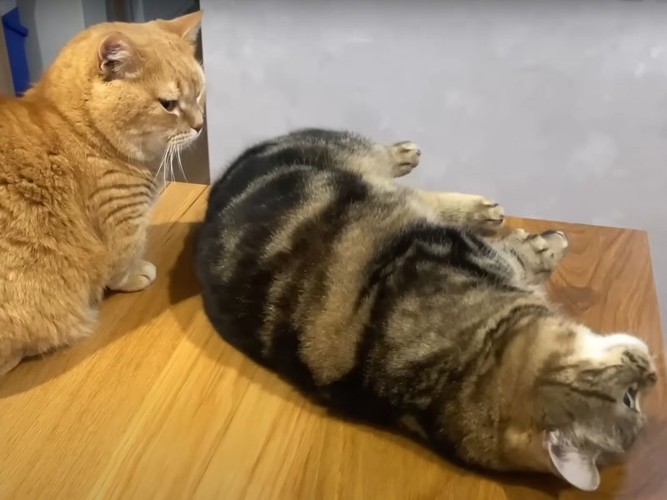 甘える猫