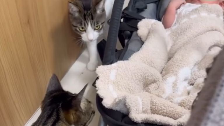 赤ちゃんと猫