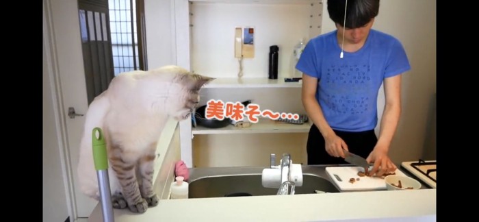 飼い主さんが調理するのをみてる