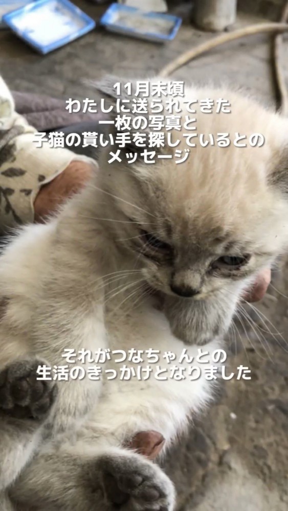 生まれたての子猫