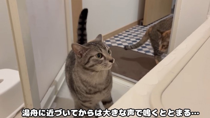 飼い主に近付く猫