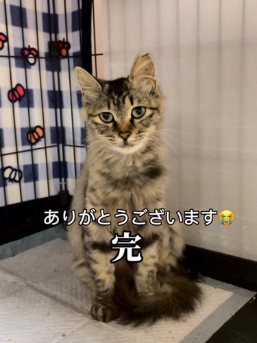 おすわりする猫