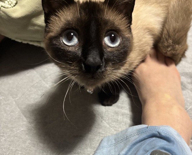 おこげちゃんと濡れたパジャマ