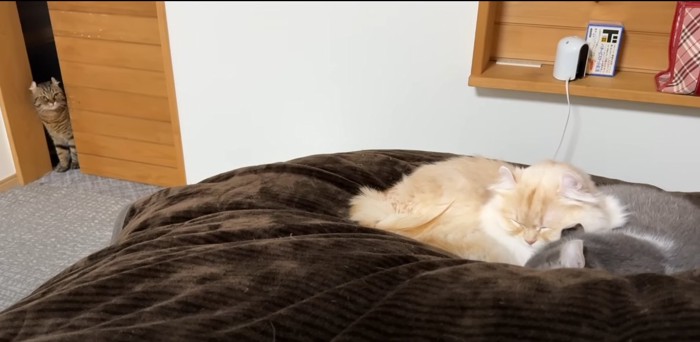 ベッドの上でくっついて寝る猫2匹とドアの隙間から猫