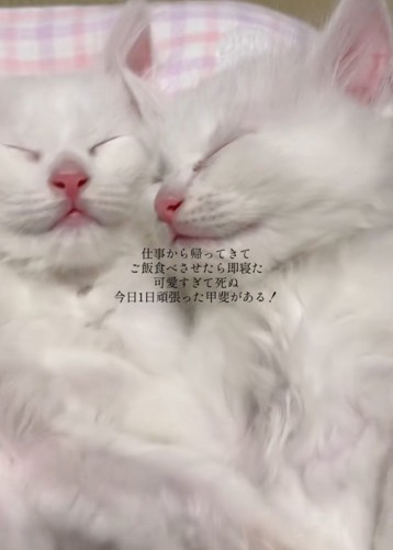 くっついて眠る子猫アップ