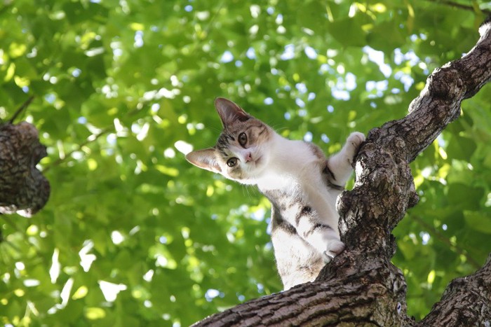 木に登る猫