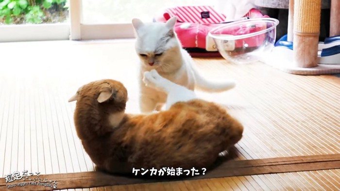 喧嘩する2匹の猫