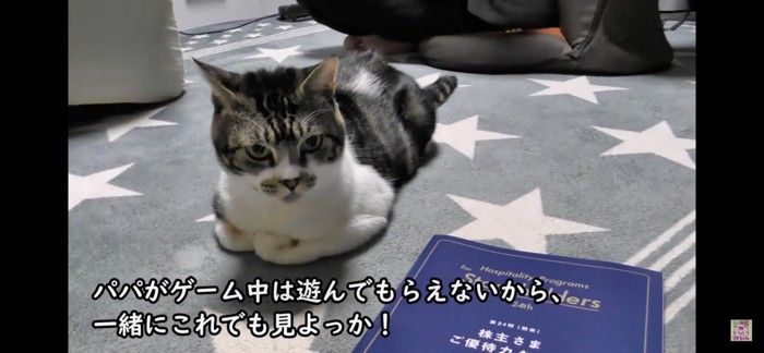 暇そうにしている猫