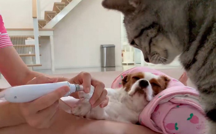 爪やすりをかけられている犬の姿を見守る猫