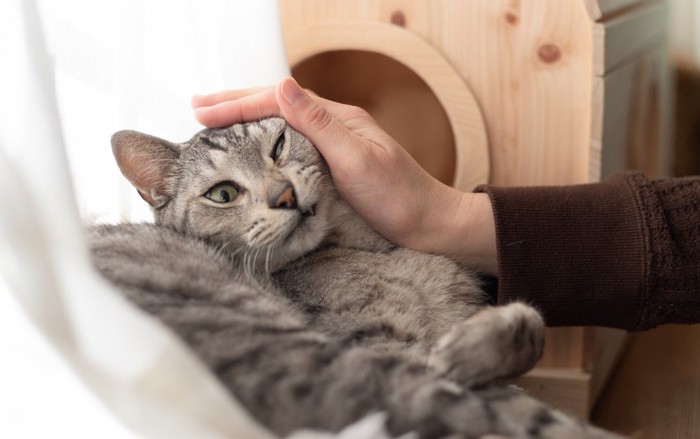 触られて嫌がる猫