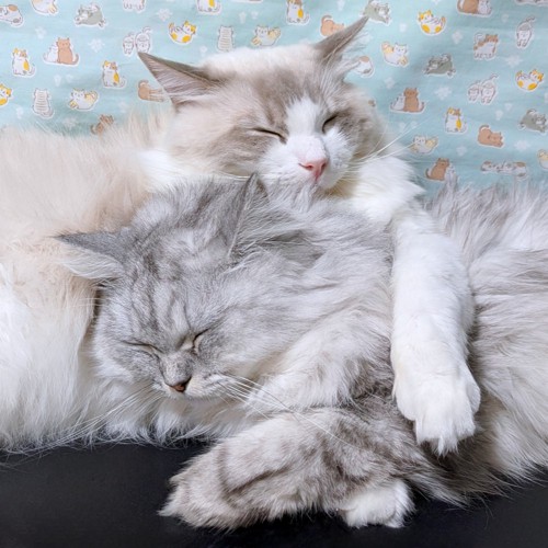 くっついて眠る2匹の猫
