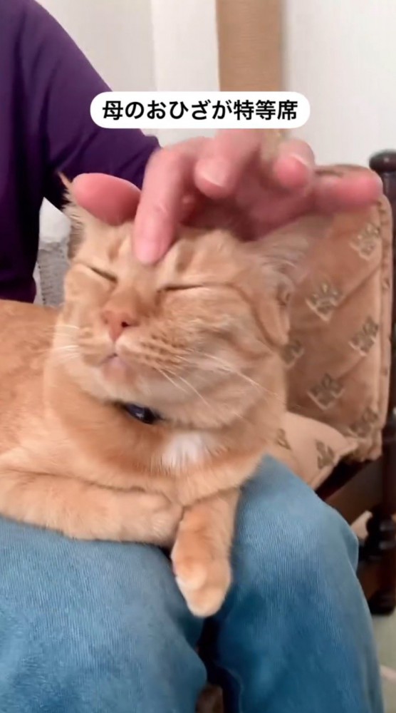 飼い主に頭を撫でられて目を細める猫